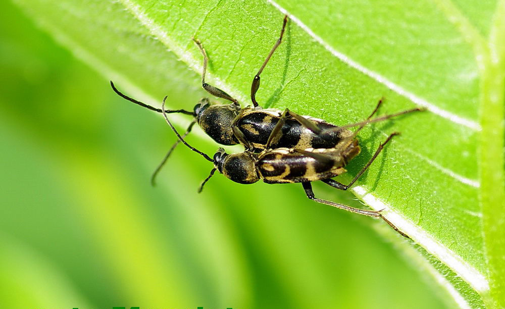  p>昆虫名,为 a target="_blank" href="/item/鞘翅目/1535103" data