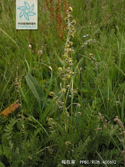 artemisia phaeolepis