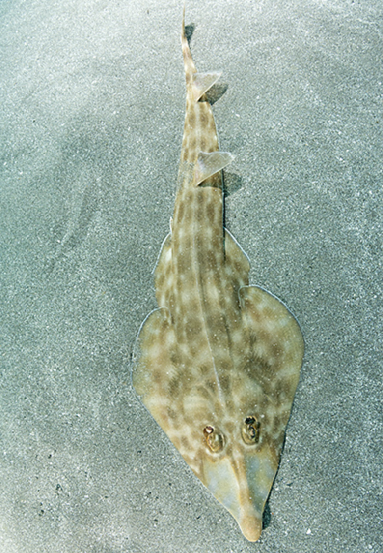  p>许氏犁头鳐(学名: i>rhinobatos schlegeli /i>)是犁头鳐科,犁头鳐