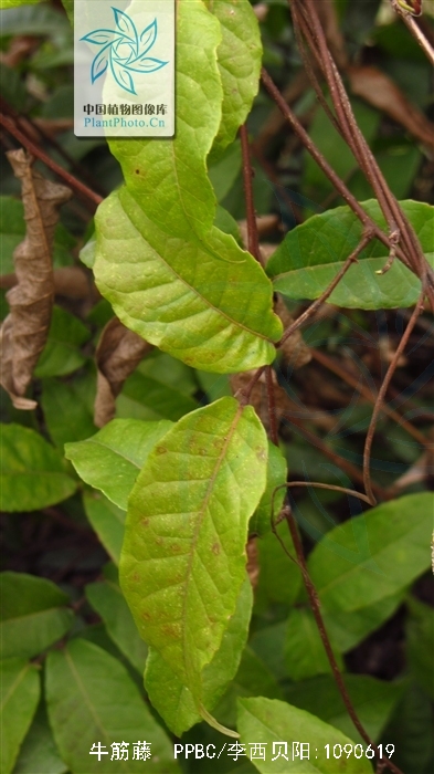  p>牛筋藤(学名: i>malaisia scandens /i> (lour.) planch.