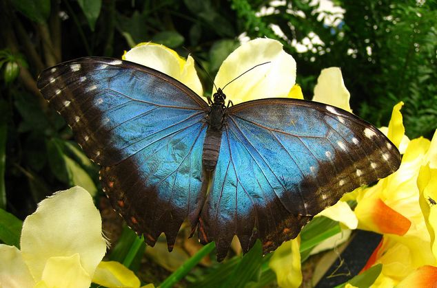  p> a href="#">黑框蓝闪蝶 /a>,morpho peleides (kollar, 1850),鳞
