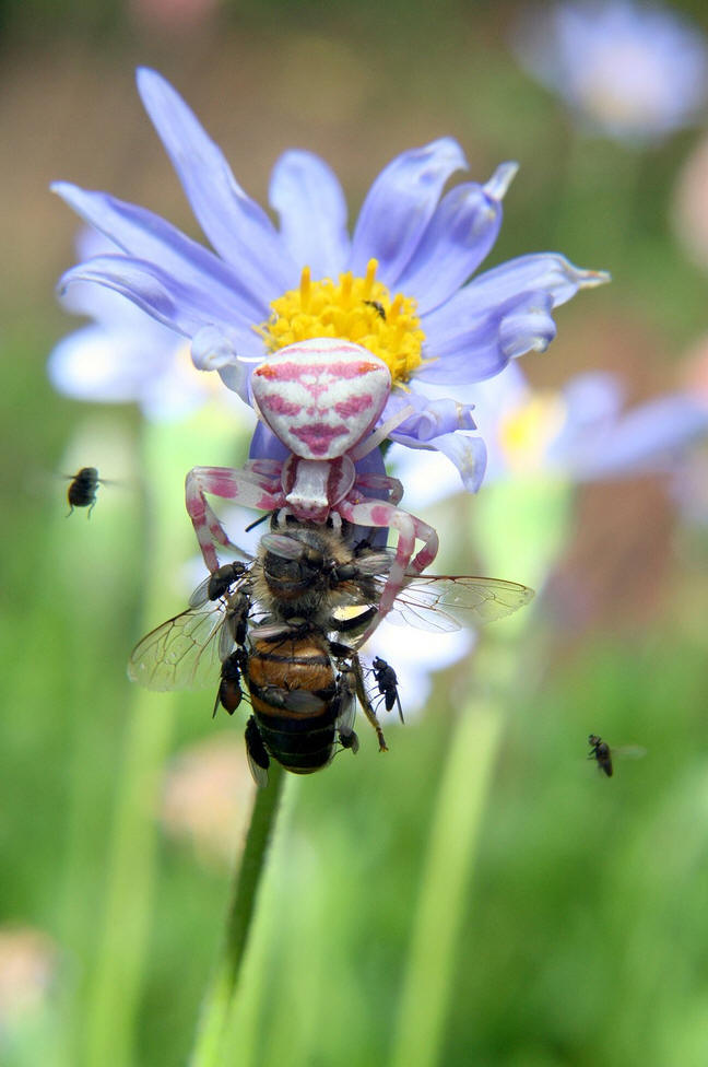 data-lemmaid="6152">蜘蛛 /a>,蟹蛛科多数种类头胸部和腹部短宽,体长