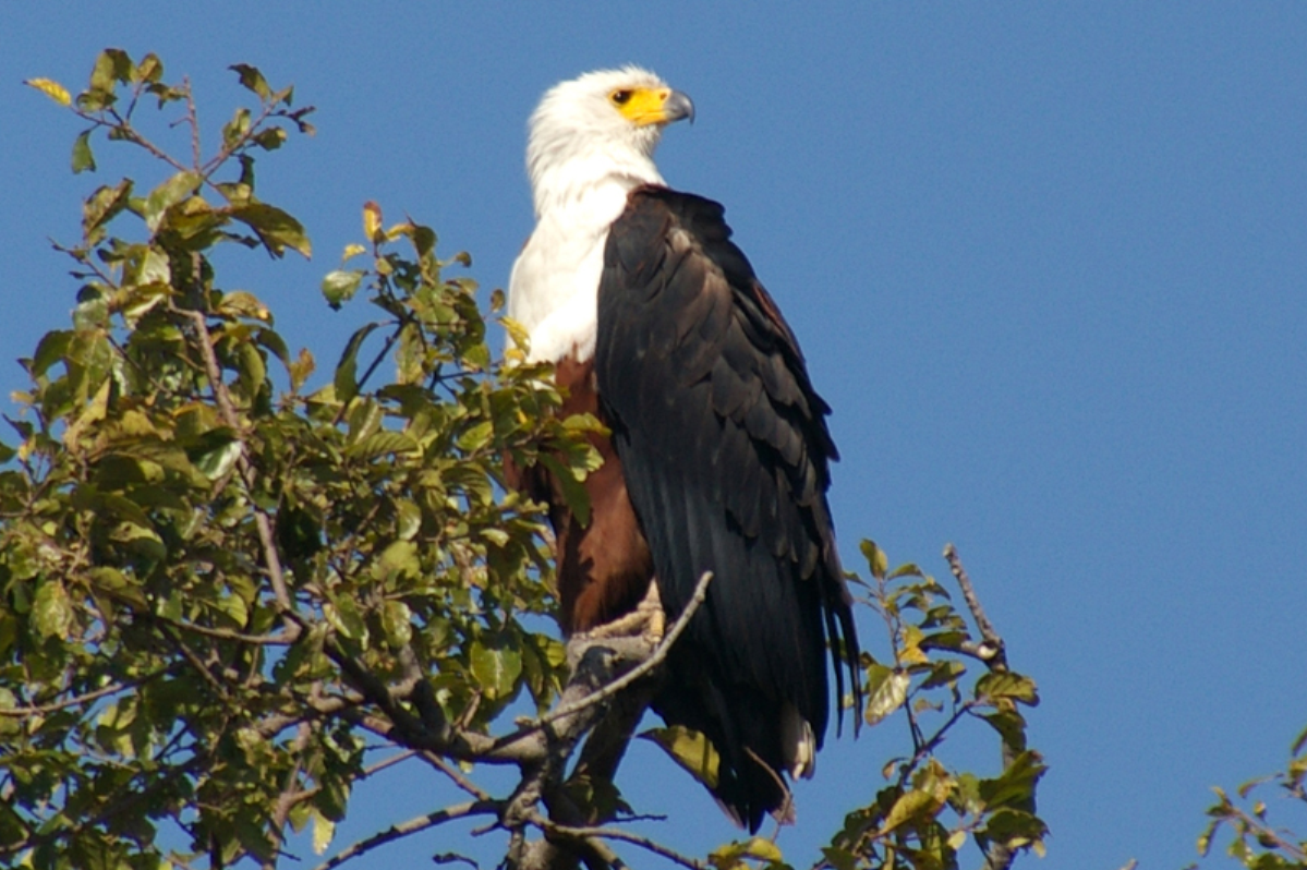  p data-id="go0eauc9xf">海雕(拉丁学名:hali