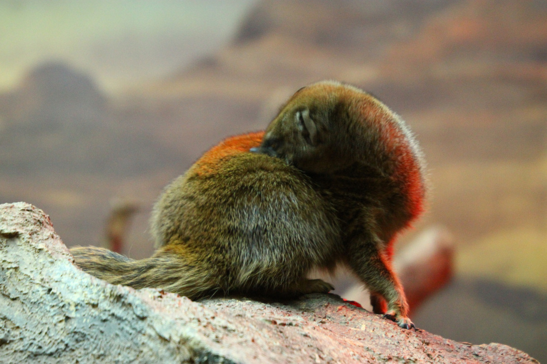  p>獴科(herpestidae)指的是 a href="#" data-lemmaid="3516708">