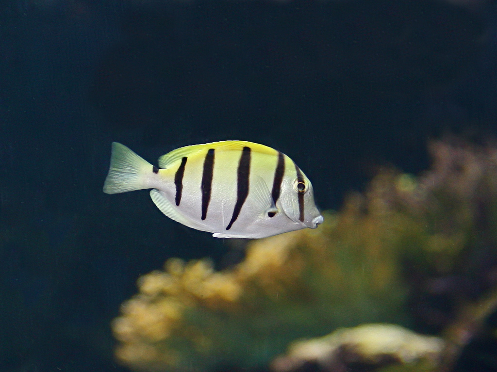  p>横带刺尾鱼(学名: i>acanthurus triostegus /i>(linnaeus,1758), 
