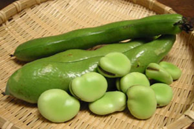  p>大青皮蚕豆是一种营养价值比较高的豆类. /p>