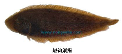  p>短钩须鳎,学名: i> /i> i>paraplagusia blochi /i> (bleeker