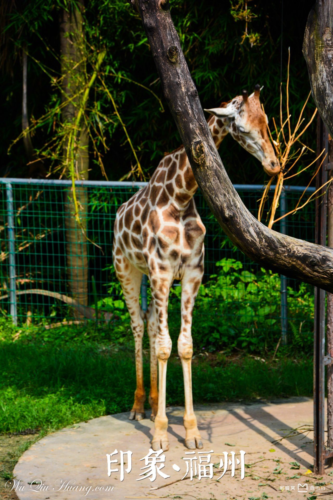  p>福州动物园位于福州市 a target="_blank" href="/item/晋安区