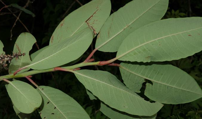  p>大叶柳(学名: i>salix magnifica  /i>hemsl.