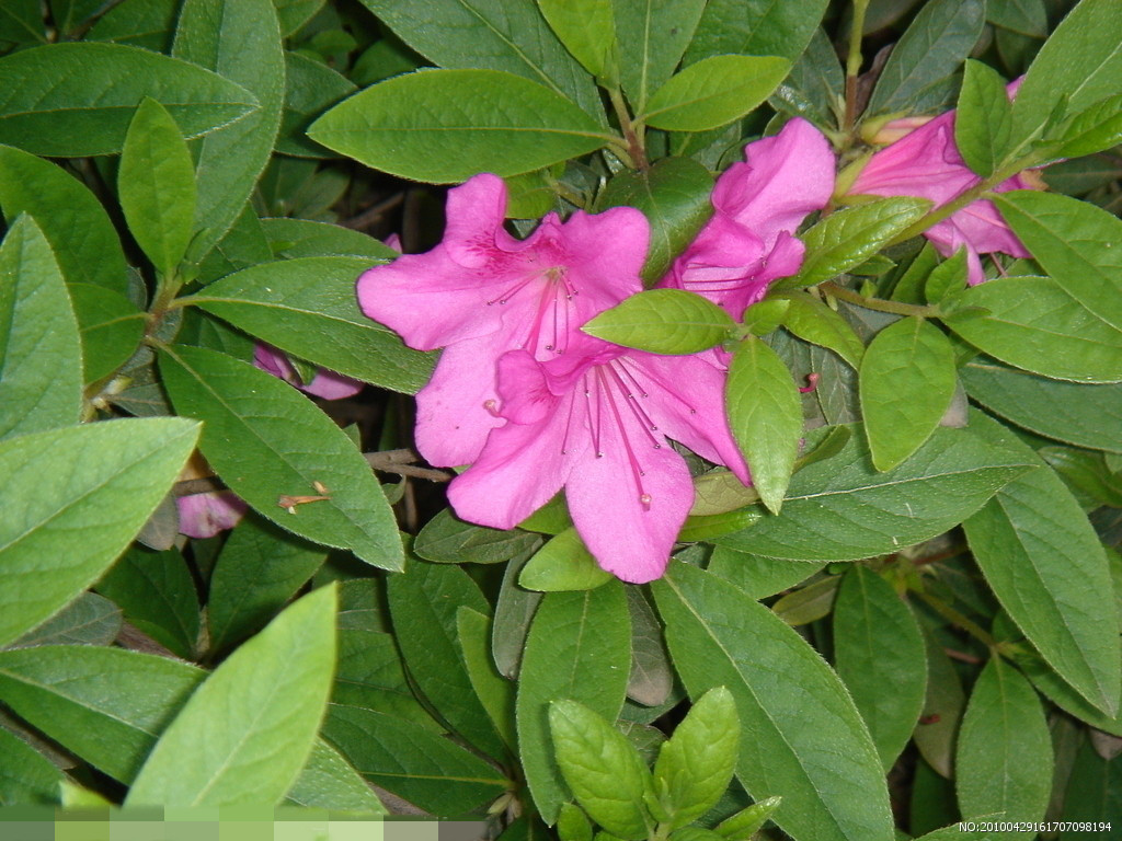  p>春鹃,又名映山红,满山红,山踯躅,红踯躅,山石榴,常绿灌木,高约2米