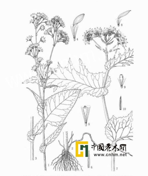 ex dc.)是菊科千里光属植物钝叶千里光的全草. /p>