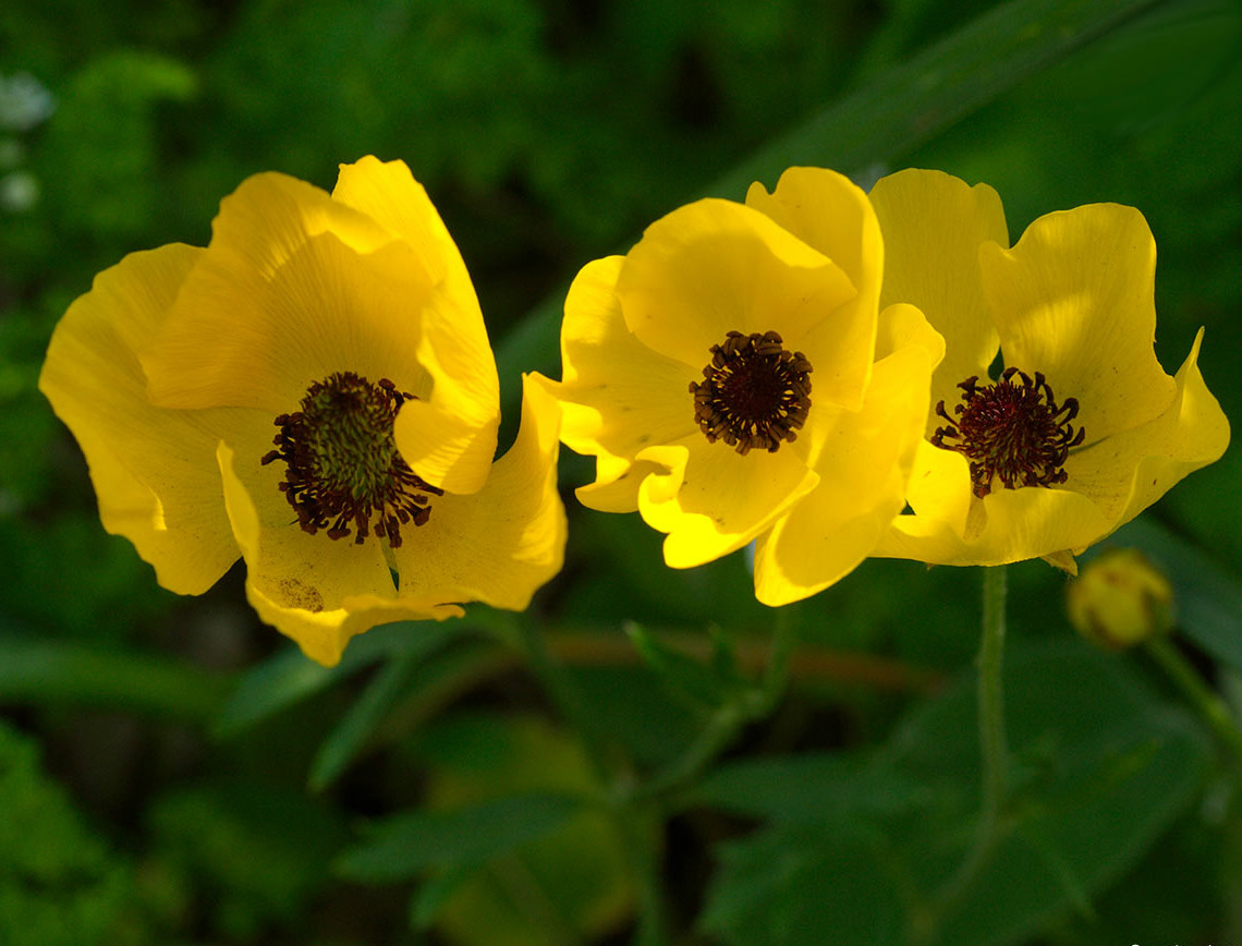  p>草甸毛茛(学名: i>ranunculus acris /i>  l.
