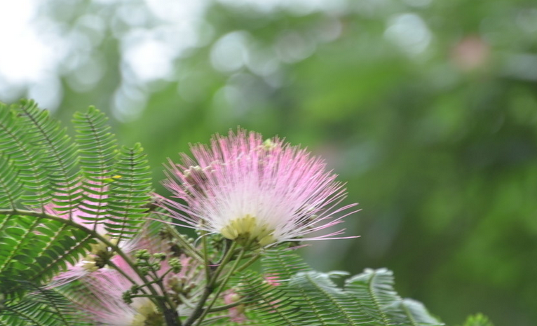  p>滇合欢,学名albizia simeonis harms,豆科合欢属植物.