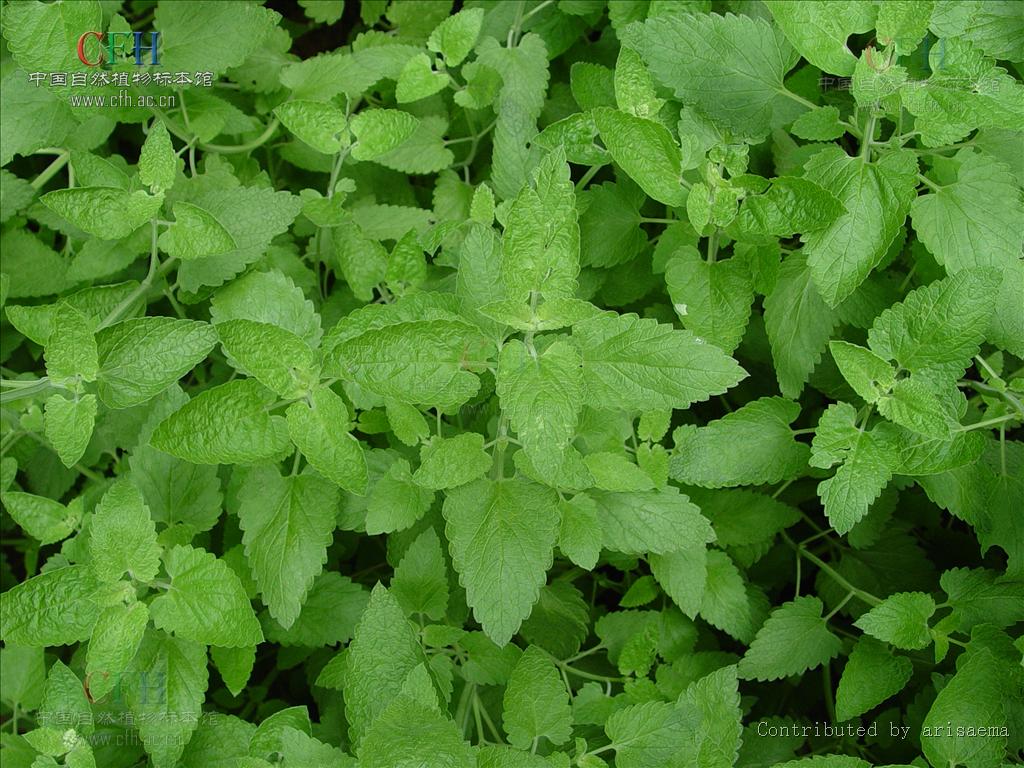 nepeta veitchii
