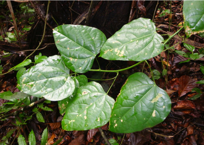  p>赤苍藤(学名: i>erythropalum scandens bl.
