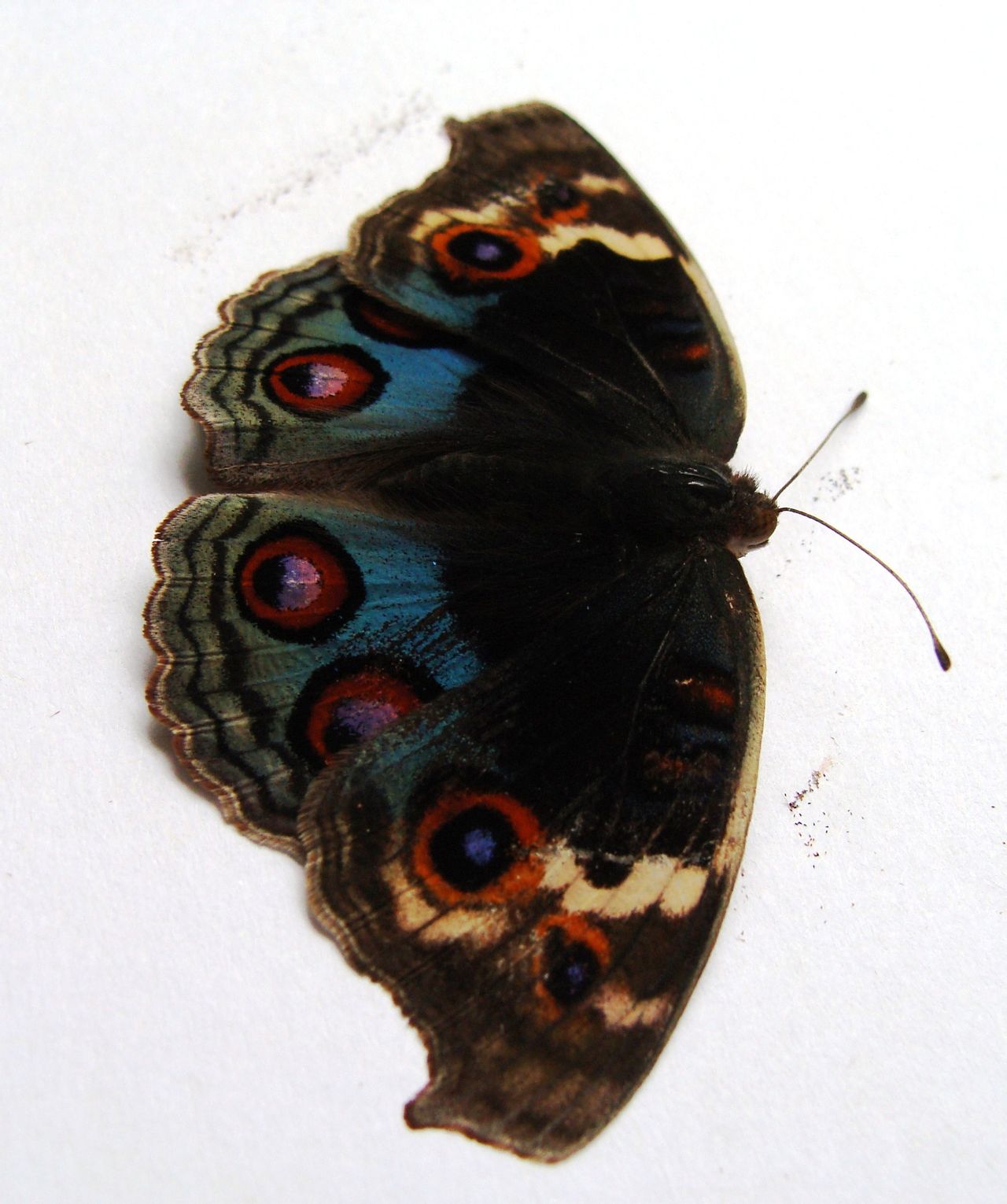 junonia orithya