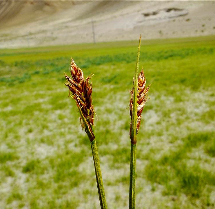  p>四川嵩草(学名: i>kobresia setschwanensis /i> hand.-mazz.