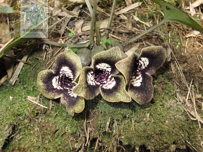 asarum magnificum tsiang ex c. y. cheng et c. s. yang