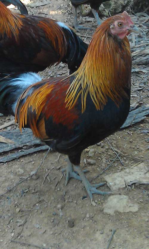 山鸡或野鸡)经过长期的训化,引种,提纯培育而成的地方新品 种,该品种