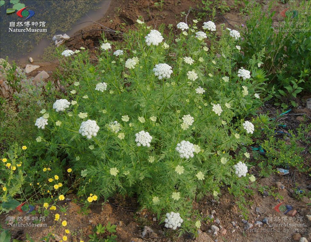 cnidii monnieri fructus