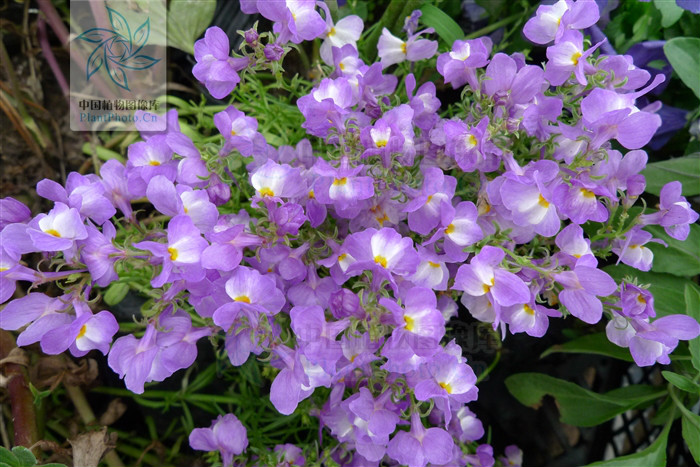 紫花柳穿鱼