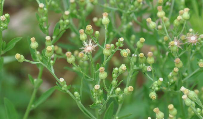  p>苏门白酒草(学名: i>conyza sumatrensis /i> (retz.