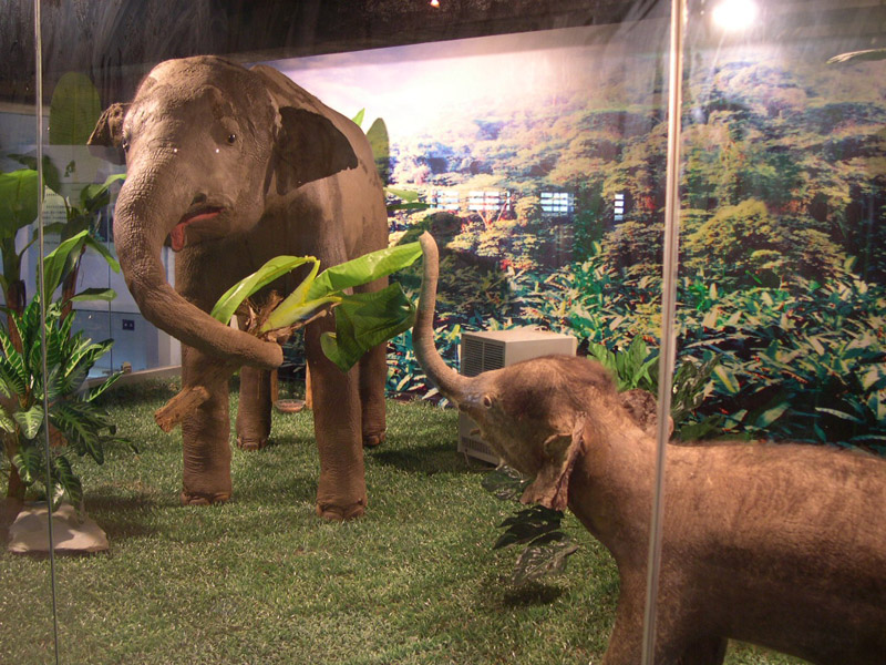 大连自然博物馆