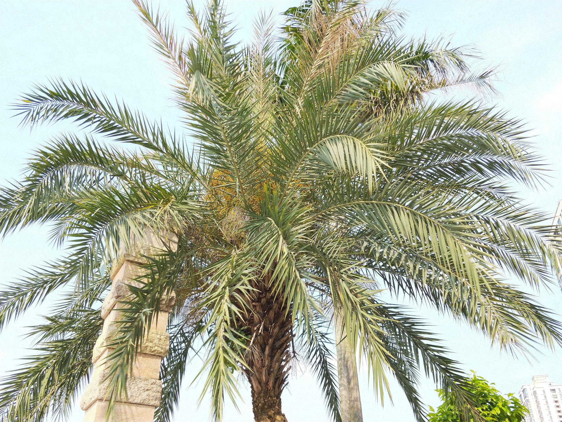 phoenix sylvestris roxb.