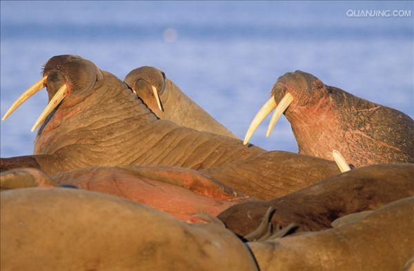 i>(linnaeus,1758), a target="_blank" href="/item/海象科/2081681"