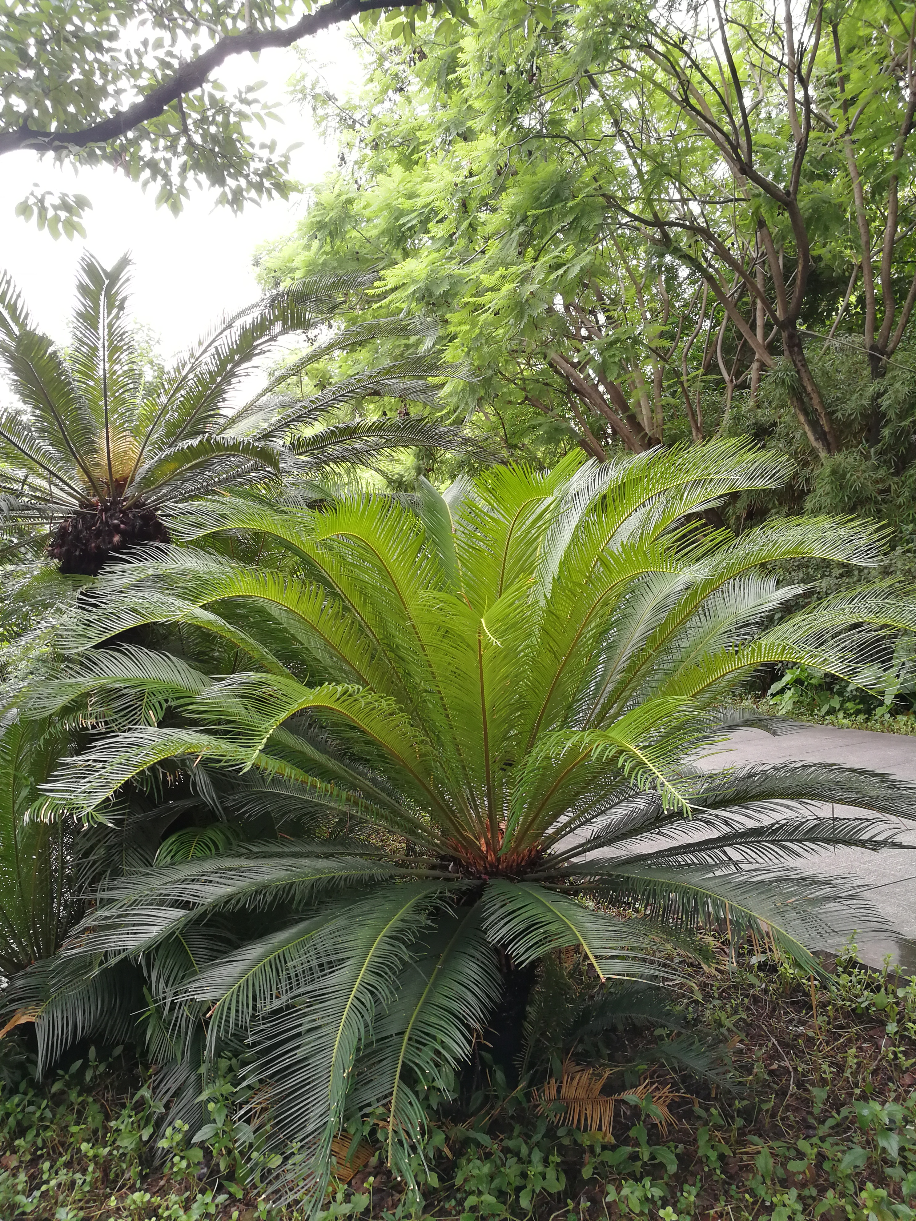 苏铁科属常绿植物,呈棕榈状,树干为圆柱形;鳞叶呈三角状卵形,叶毙有