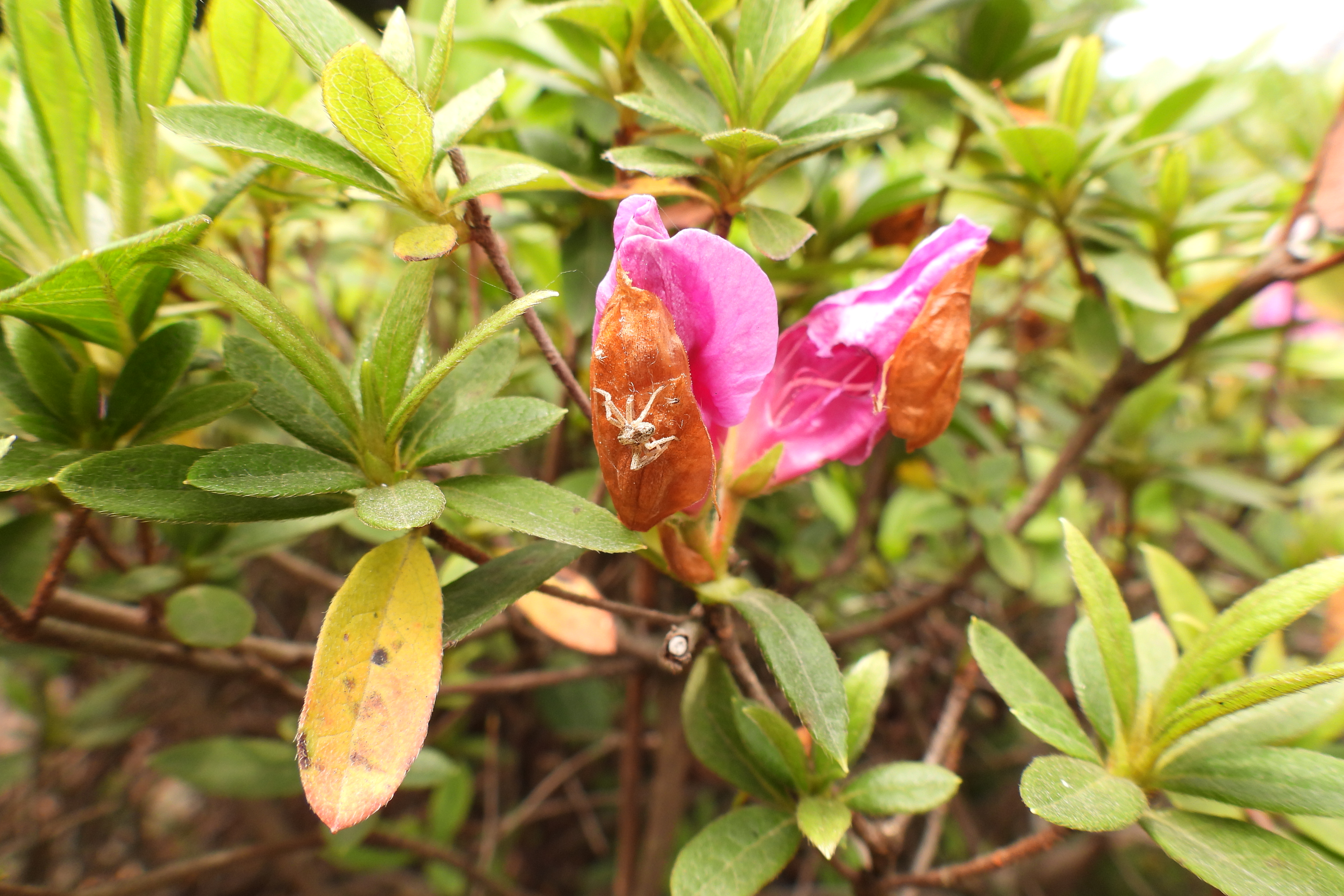 pulchrum /i> sweet)是 a target="_blank" href="/item/杜鹃花科