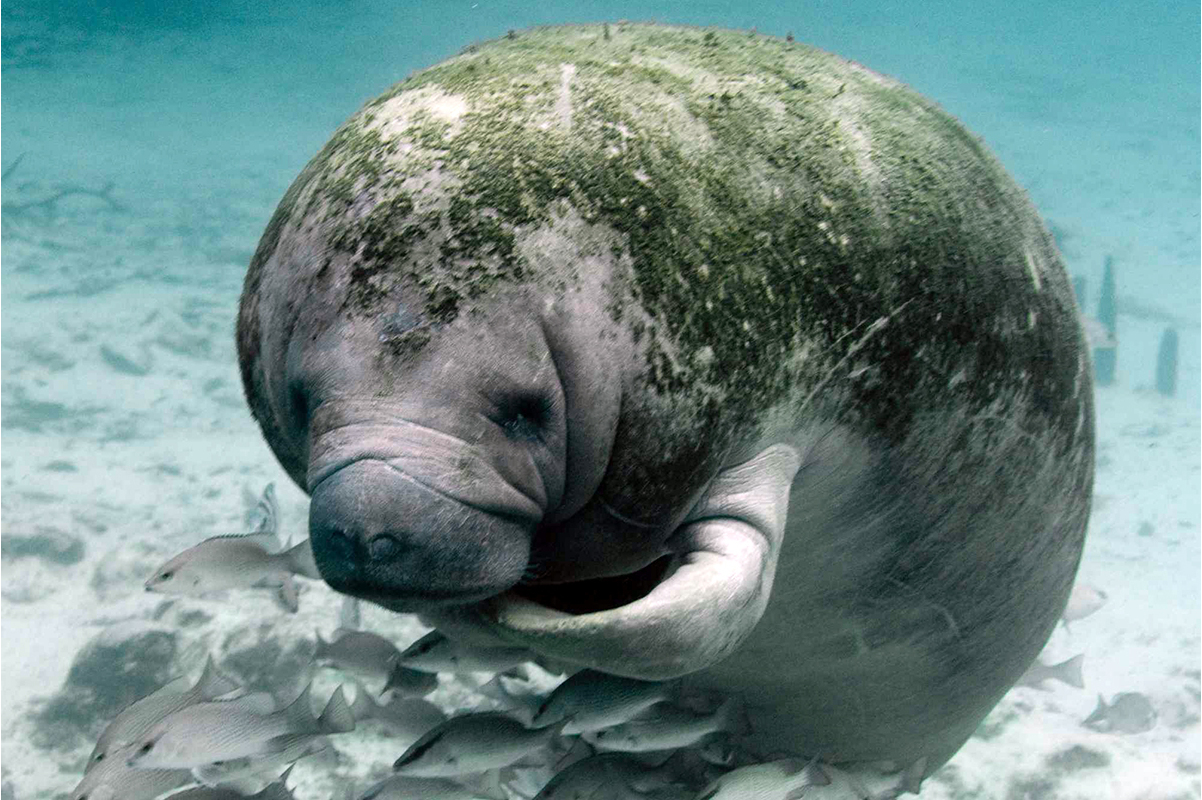 海牛属(学名:trichechus)是海牛目