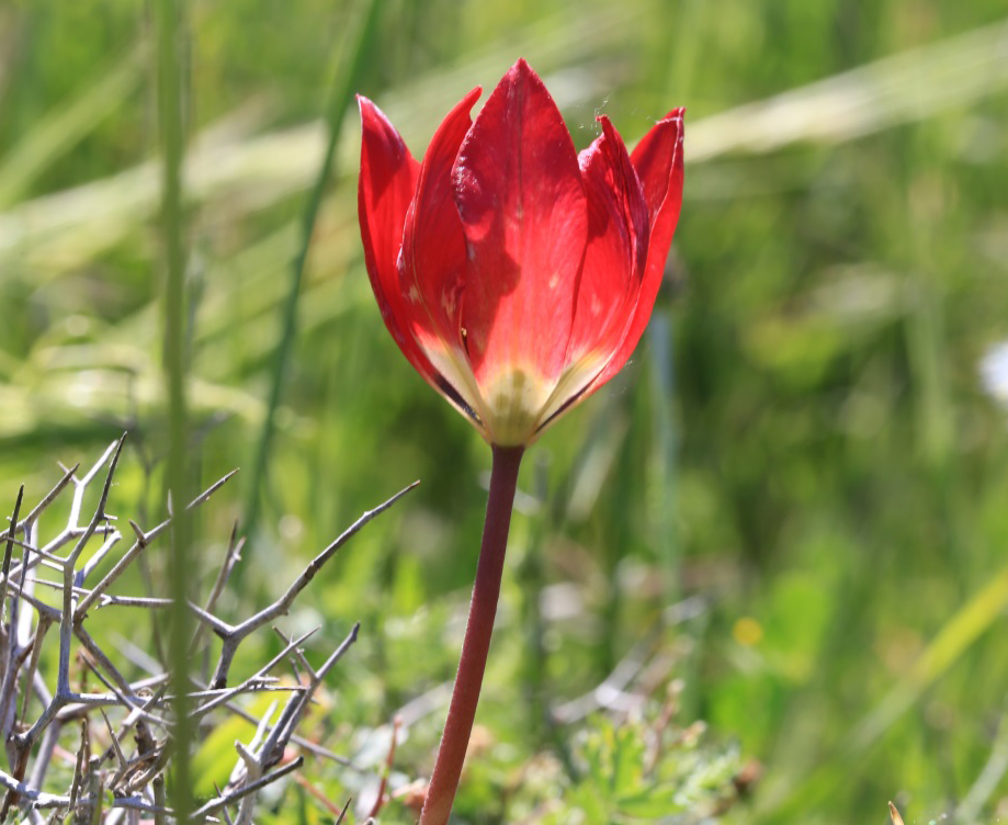  p>阿卡玛斯半岛郁金香(学名: i>tulipa akamasica&nbsp; /i>