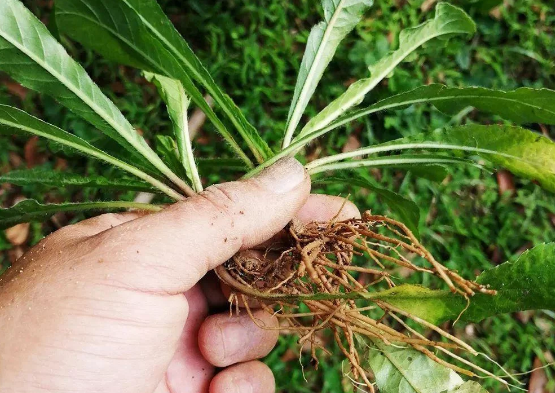地胆草 你知道多少 百科ta说