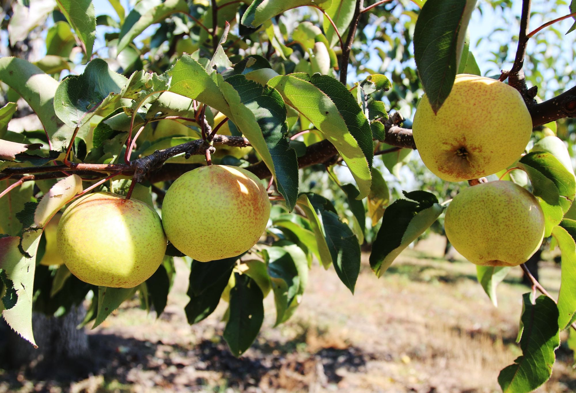 苹果安农大倒梨形果