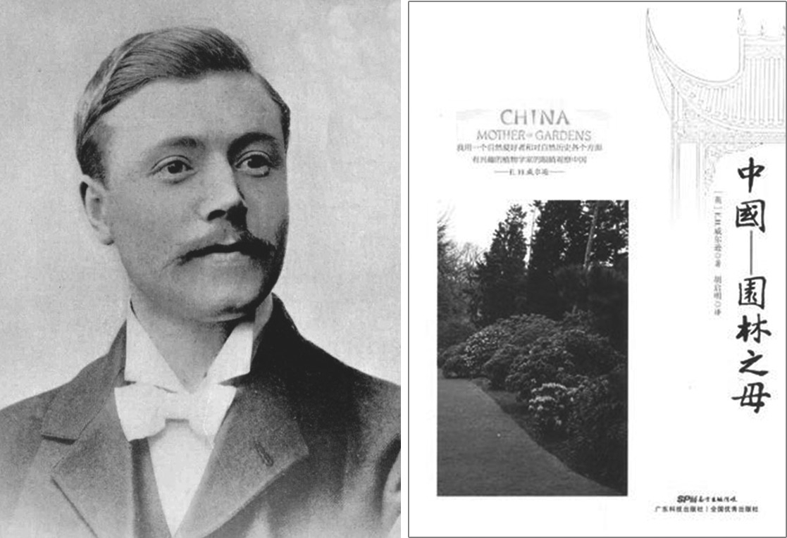 欧内斯特·亨利·威尔逊