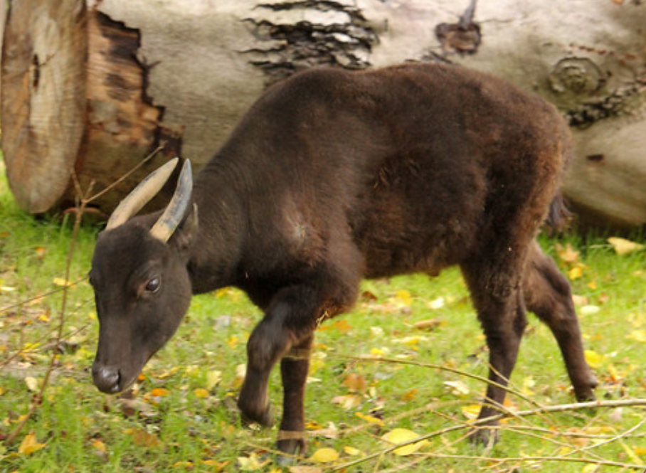  p>山地水牛(学名: i>bubalus quarlesi /i>):是偶蹄目,牛科,水牛属中