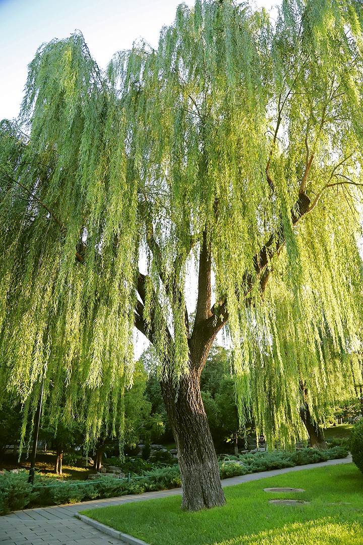  p data-id="gncnn5ieew">杨柳,一种植物,指柳树,出自中国古诗词.