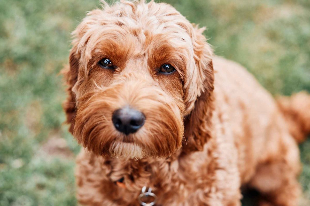 可卡布犬_百度百科