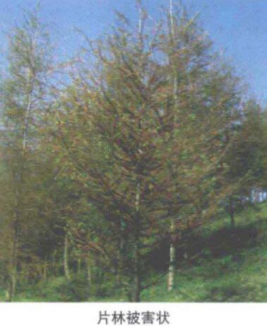 落叶松枯梢病