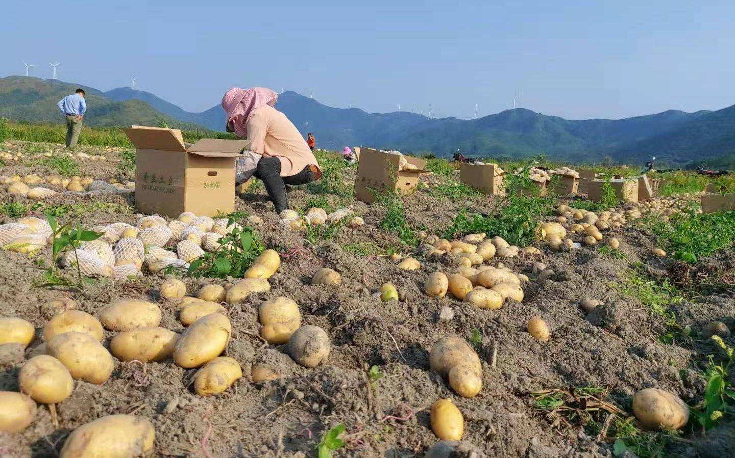 惠州市惠东县马铃薯产业园