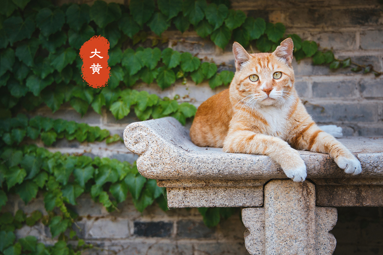 故宫猫