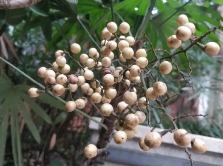 棕竹（棕榈科棕竹属植物）_百度百科