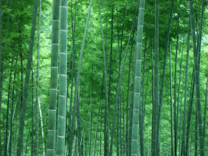 赤竹_百度百科