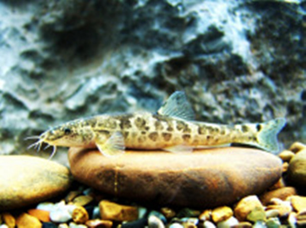  p>隆头高原鳅,学名: i>triplophysa alticeps  /i>(herzenstein