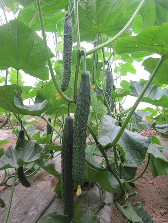  /p> p>津优12号黄瓜叶片中等,深绿色,植株生长势中等.