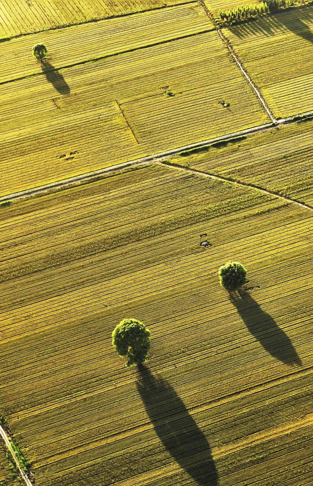  p>华北平原( i>north china plain;hua-pei ping-yuan;huabei ping