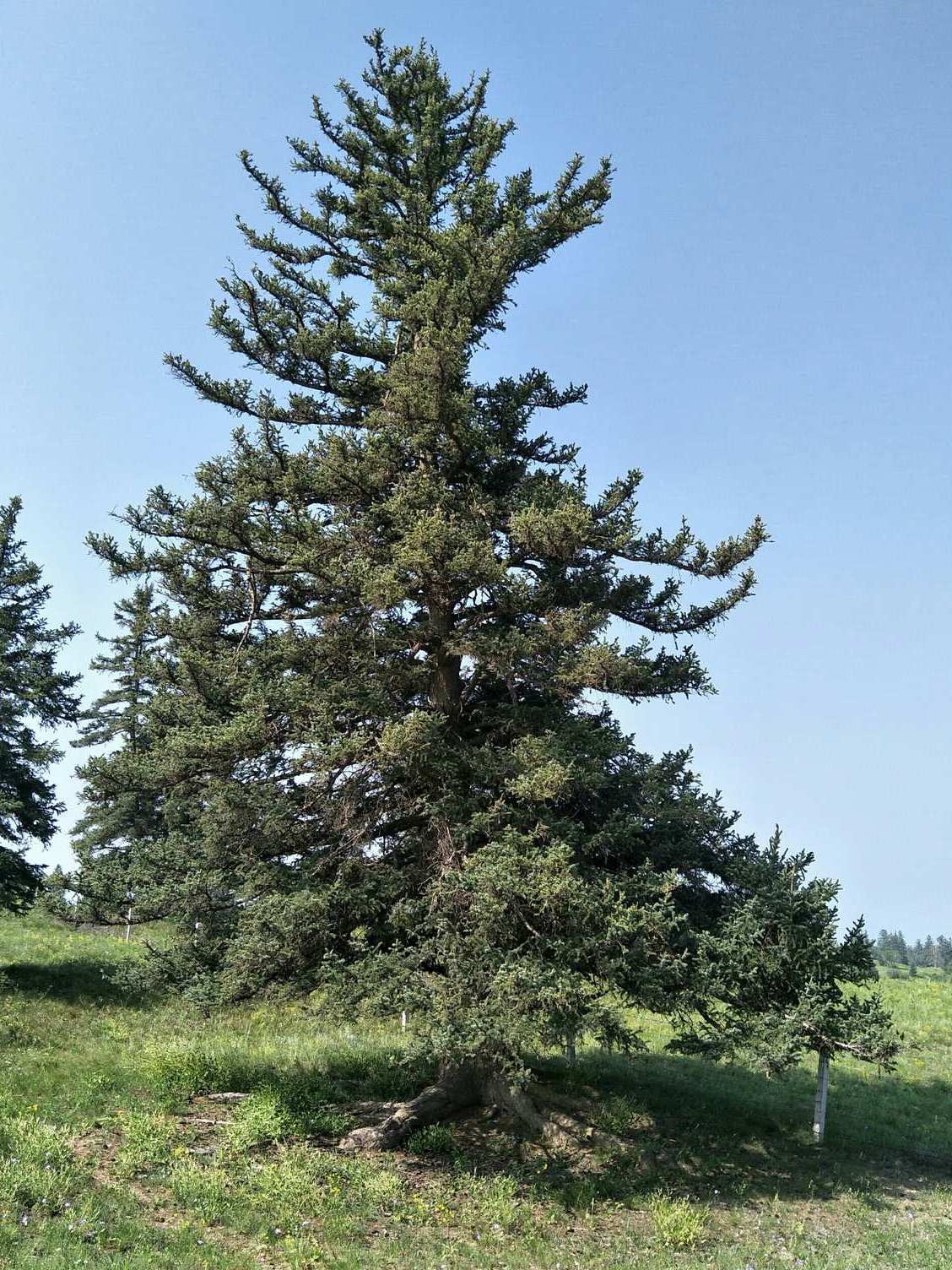 沙地云杉克什克腾群体33