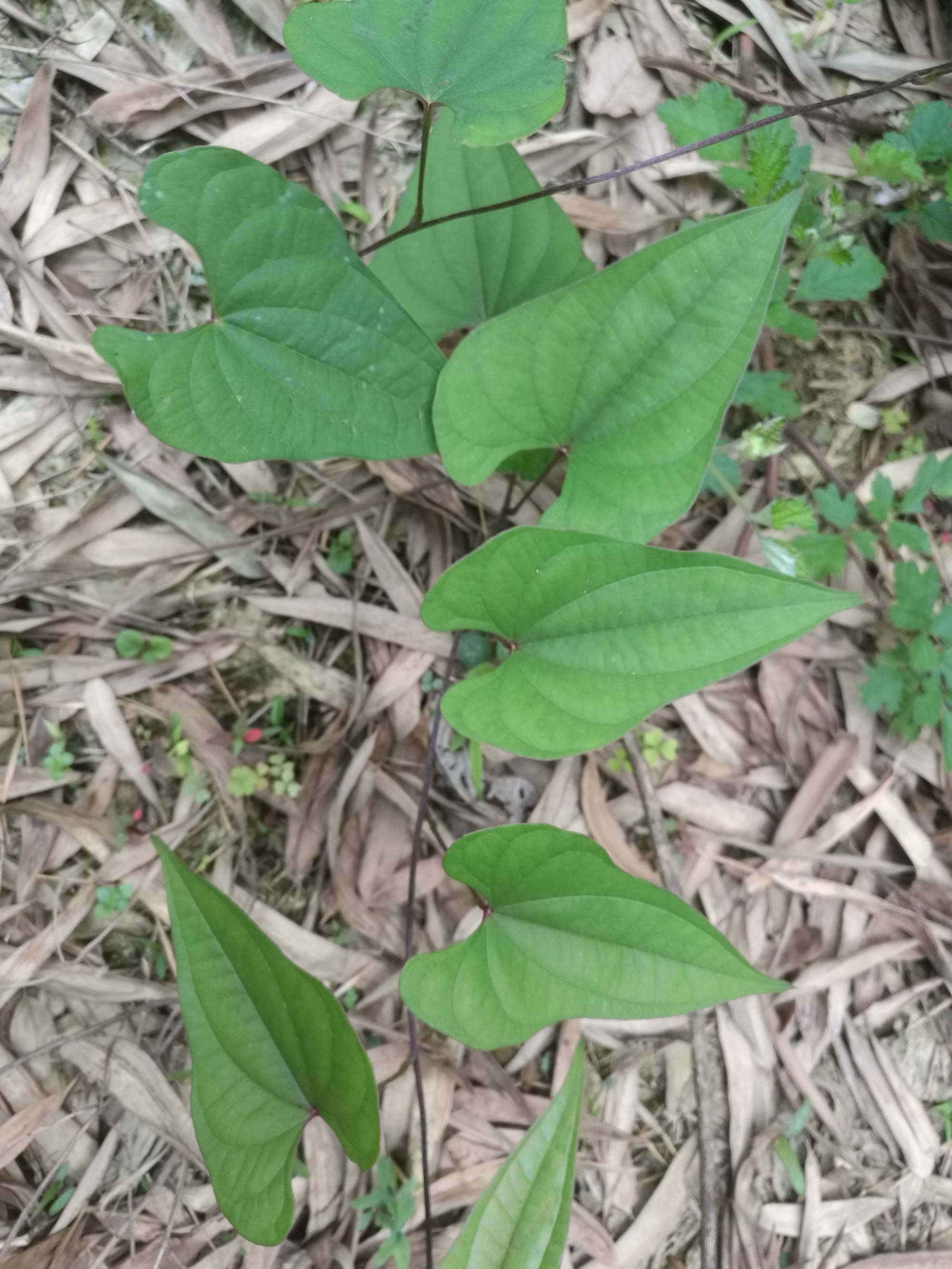  p data-id="txtbaz1j9msf">薯蓣( i>dioscorea polystachya /i>