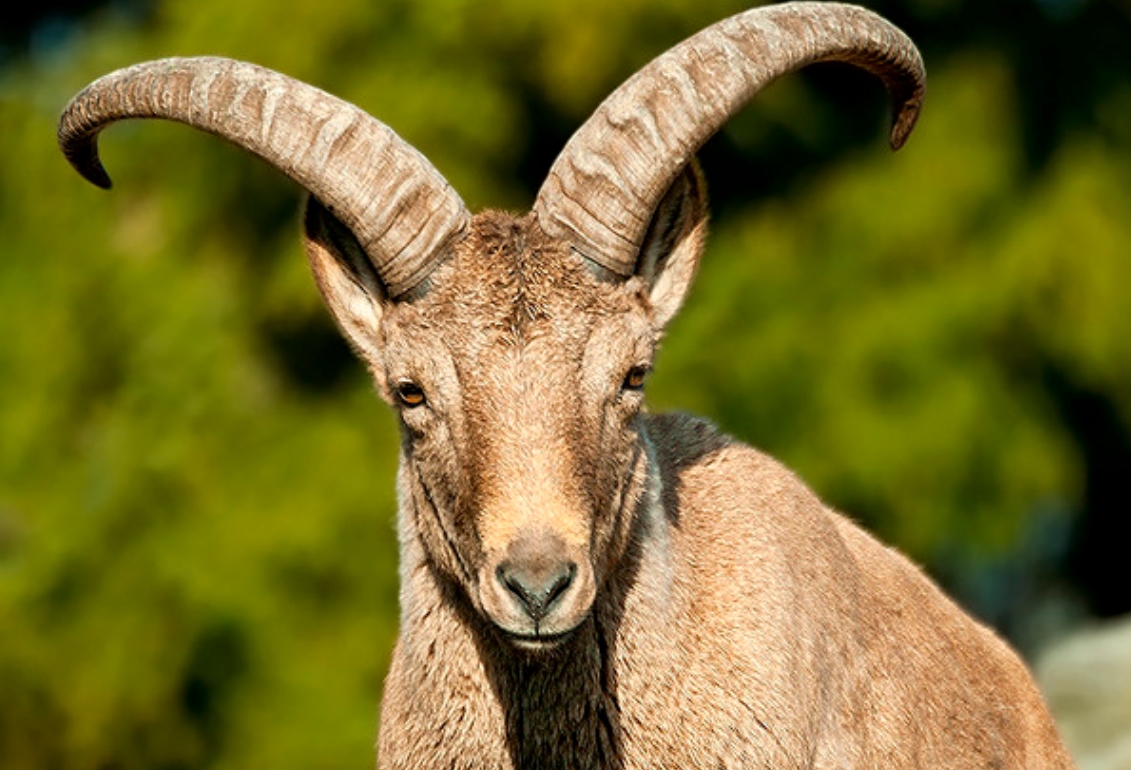  i>capra cylindricornis /i>):是偶蹄目,牛科,山羊属的哺乳动物